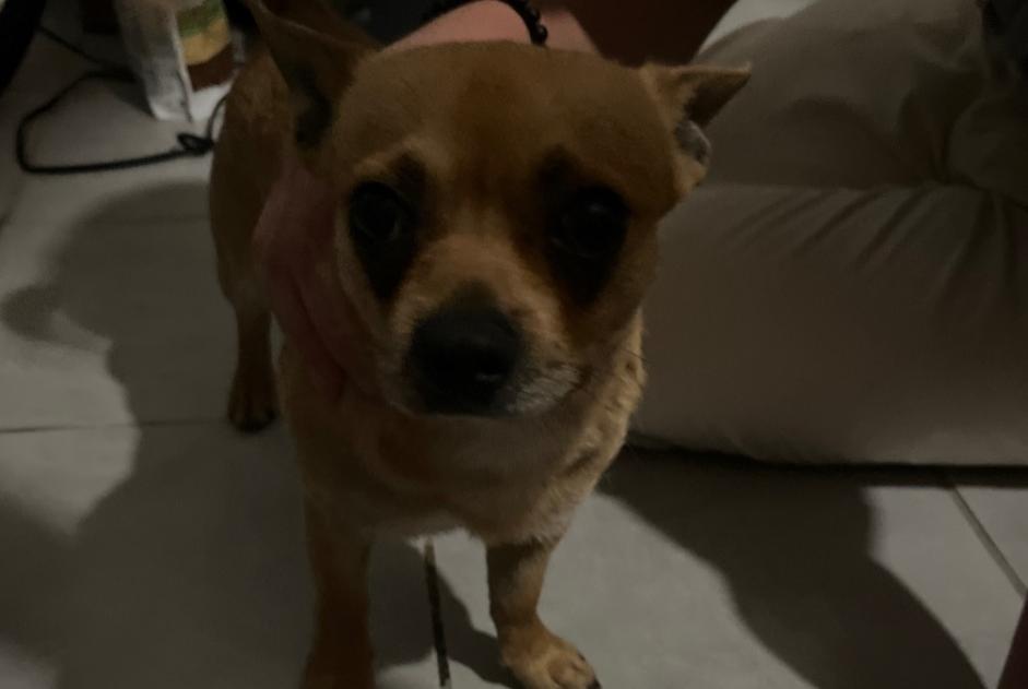 Discovery alert Dog Male Pont-Sainte-Maxence France Discovery alert Dog Male Pont-Sainte-Maxence France