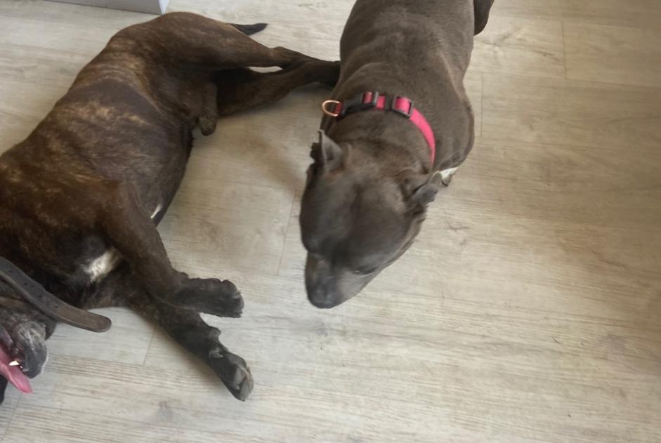 Alerta de Hallazgo Perro Macho Mont-l'Évêque Francia Alerta de Hallazgo Perro Macho Mont-l'Évêque Francia