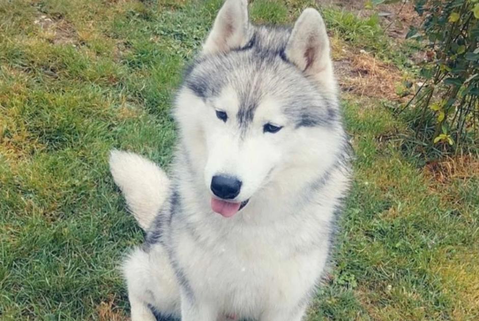 Alerta desaparecimento Cão Macho , 4 anos Plainval France Alerta desaparecimento Cão Macho , 4 anos Plainval France