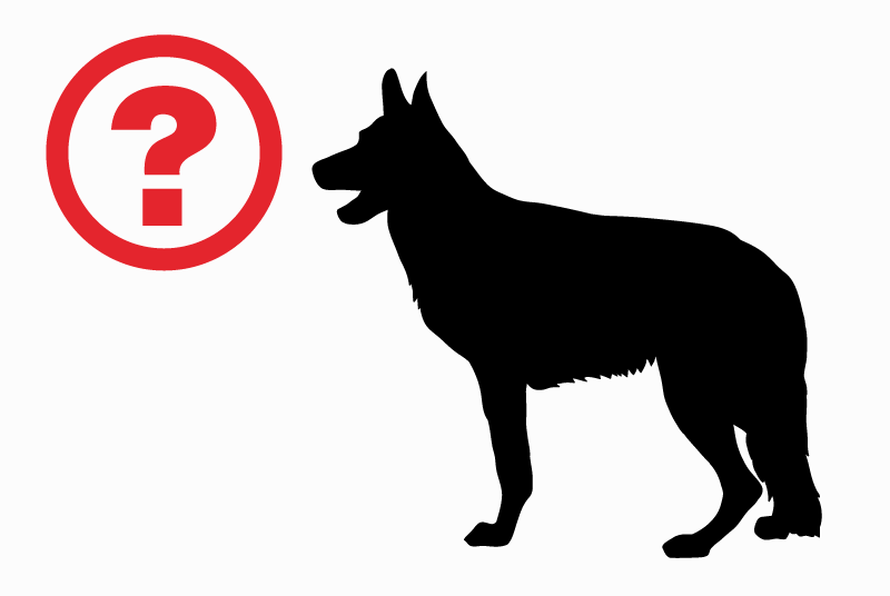 Avviso Ritrovamento Cane  Maschio Méru Francia